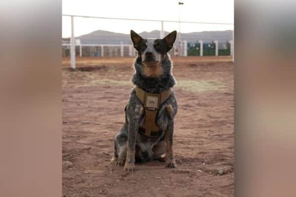 Trump's military parade includes a dog and pony show. And the dog is called Doc Holliday